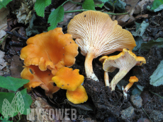 Cantharellus friesii