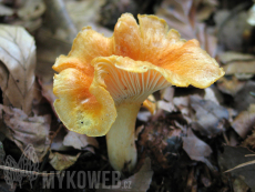 Cantharellus friesii