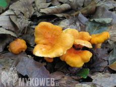 Cantharellus friesii