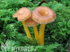 Craterellus tubaeformis