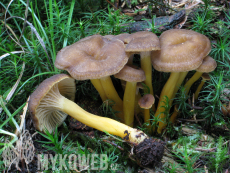 Craterellus tubaeformis