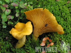 Cantharellus cibarius