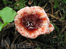 Hydnellum peckii