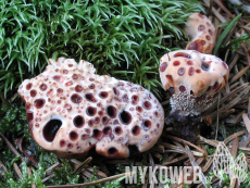 Hydnellum peckii