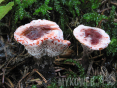 Hydnellum peckii