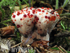 Hydnellum peckii