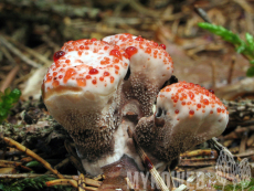 Hydnellum peckii