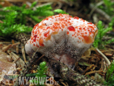 Hydnellum peckii