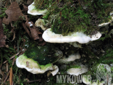 Oxyporus populinus