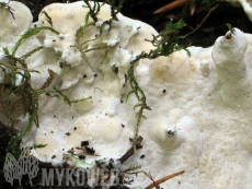 Oxyporus populinus