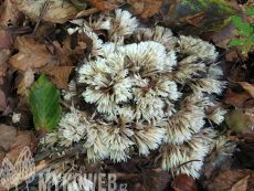 Thelephora penicillata