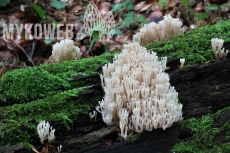 Artomyces pyxidatus