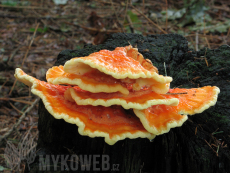 Laetiporus sulphureus