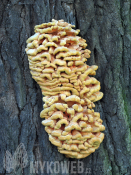 Laetiporus sulphureus