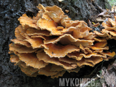 Laetiporus sulphureus