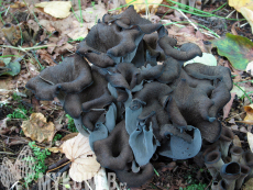 Craterellus cornucopioides