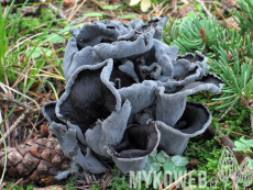 Craterellus cornucopioides