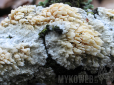 Radulomyces molaris