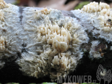 Radulomyces molaris