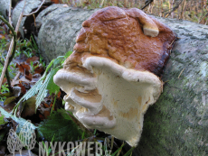 Fomitopsis pinicola