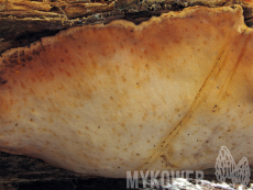 Fomitopsis pinicola