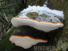 Fomitopsis pinicola