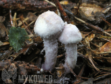 Cystolepiota bucknallii