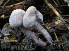 Cystolepiota bucknallii