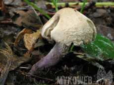 Cystolepiota bucknallii