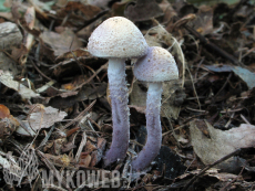 Cystolepiota bucknallii