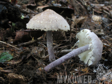 Cystolepiota bucknallii