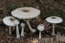 Leucoagaricus nympharum