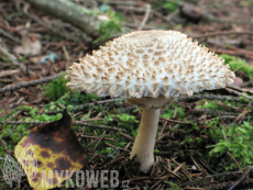 Leucoagaricus nympharum