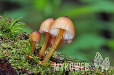 Mycena renati