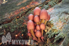 Mycena renati