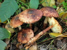 Leucoagaricus croceovelutinus