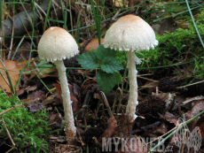 Lepiota clypeolaria