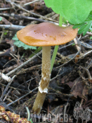 Conocybe aporos