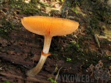 Galerina marginata