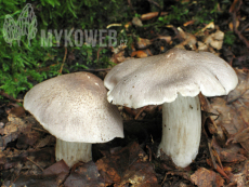 Tricholoma sciodes