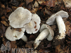 Tricholoma sciodes