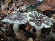 Tricholoma sciodes