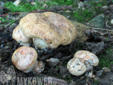 Tricholoma acerbum