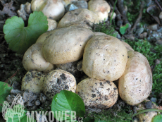 Tricholoma acerbum