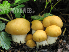 Calocybe gambosa