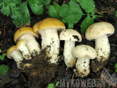 Calocybe gambosa