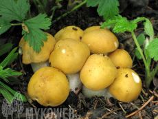 Calocybe gambosa