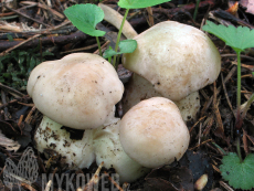 Calocybe gambosa