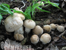 Calocybe gambosa