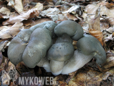 Tricholoma saponaceum